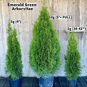 April 2024 Emerald Green Arborvitae Group